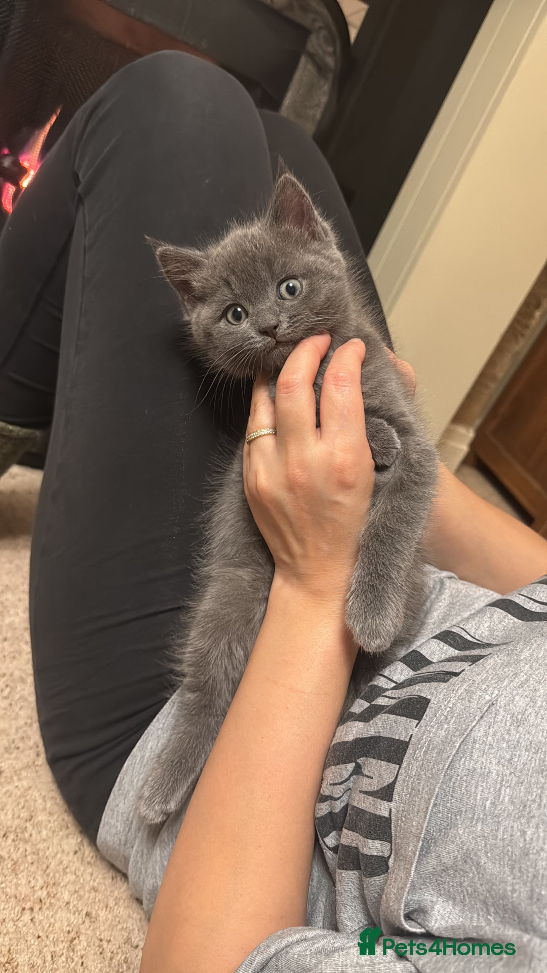Mixed Breed cats for sale: Ragdoll x British short hair kitten - Image 3