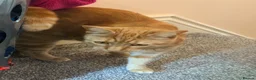 Domestic Shorthair cats for sale: Ginger Female– Vaccinated, Microchipped & Neutered in Huddersfield - Advert 5