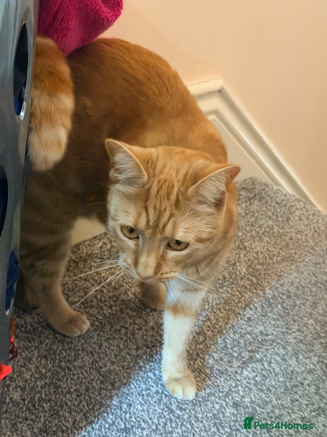 Domestic Shorthair cats for sale: Ginger Female– Vaccinated, Microchipped & Neutered in Huddersfield - Advert 5
