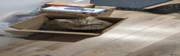 Maine Coon cats for sale: Maincoon cross 4 years - Lewi in Woking - Advert 6