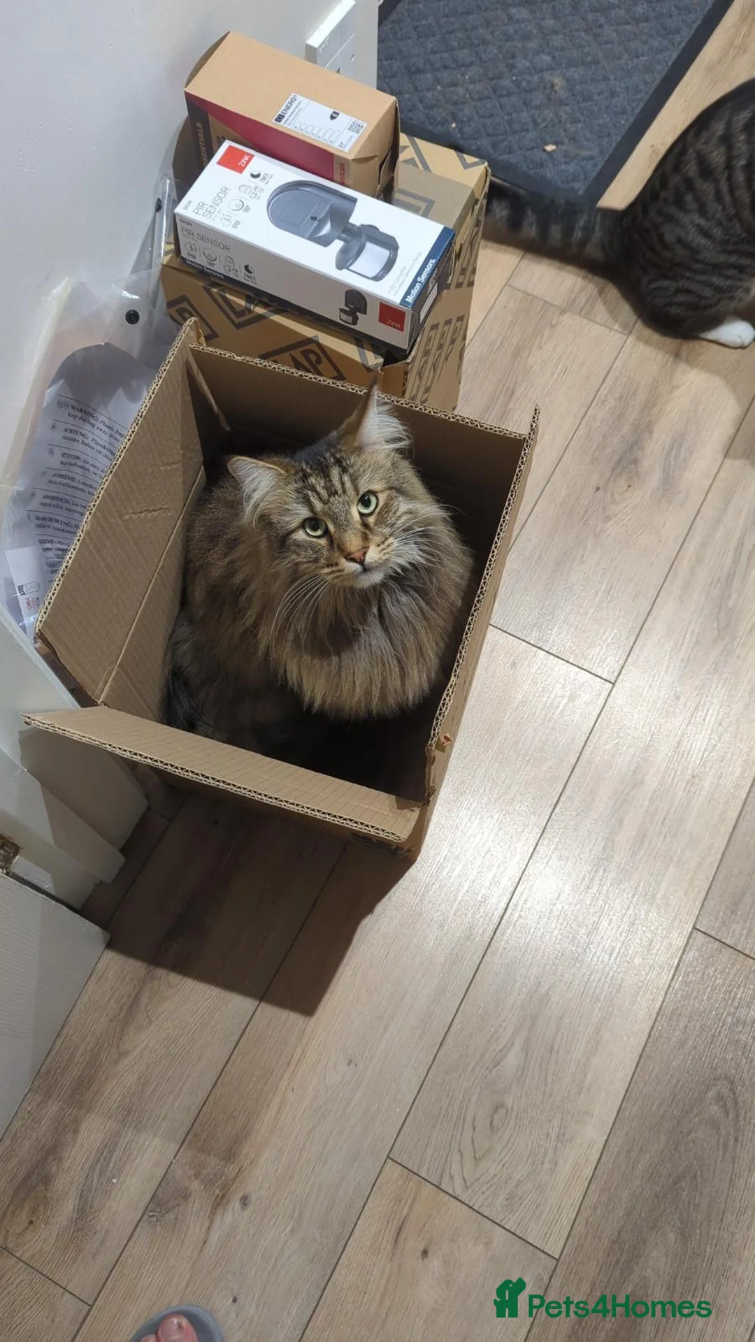 Maine Coon cats for sale: Maincoon cross 4 years - Lewi in Woking - Advert 6