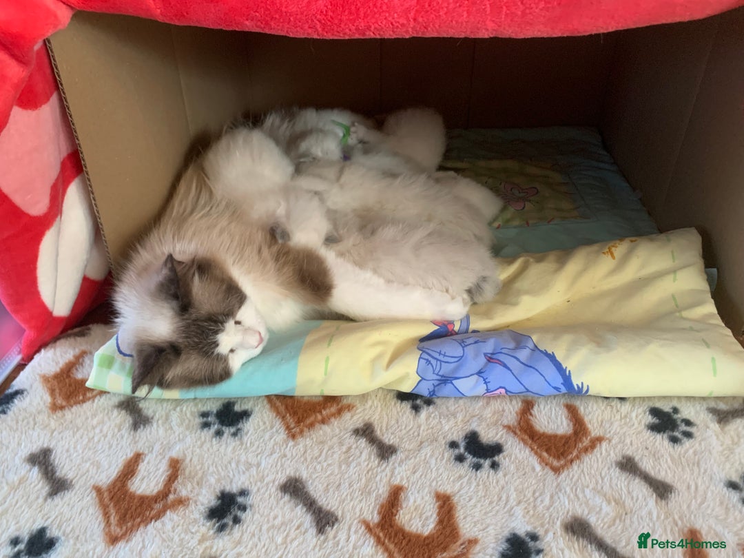 Ragdoll cats for sale: Beautiful champion lines purebred Ragdoll kittens - Image 7