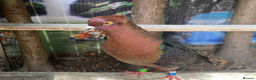 Pigeons birds for sale: Archangel pigeons for sale  - Advert 6