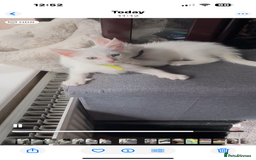 Turkish Angora cats for sale: Mainecoon x  - Image 4