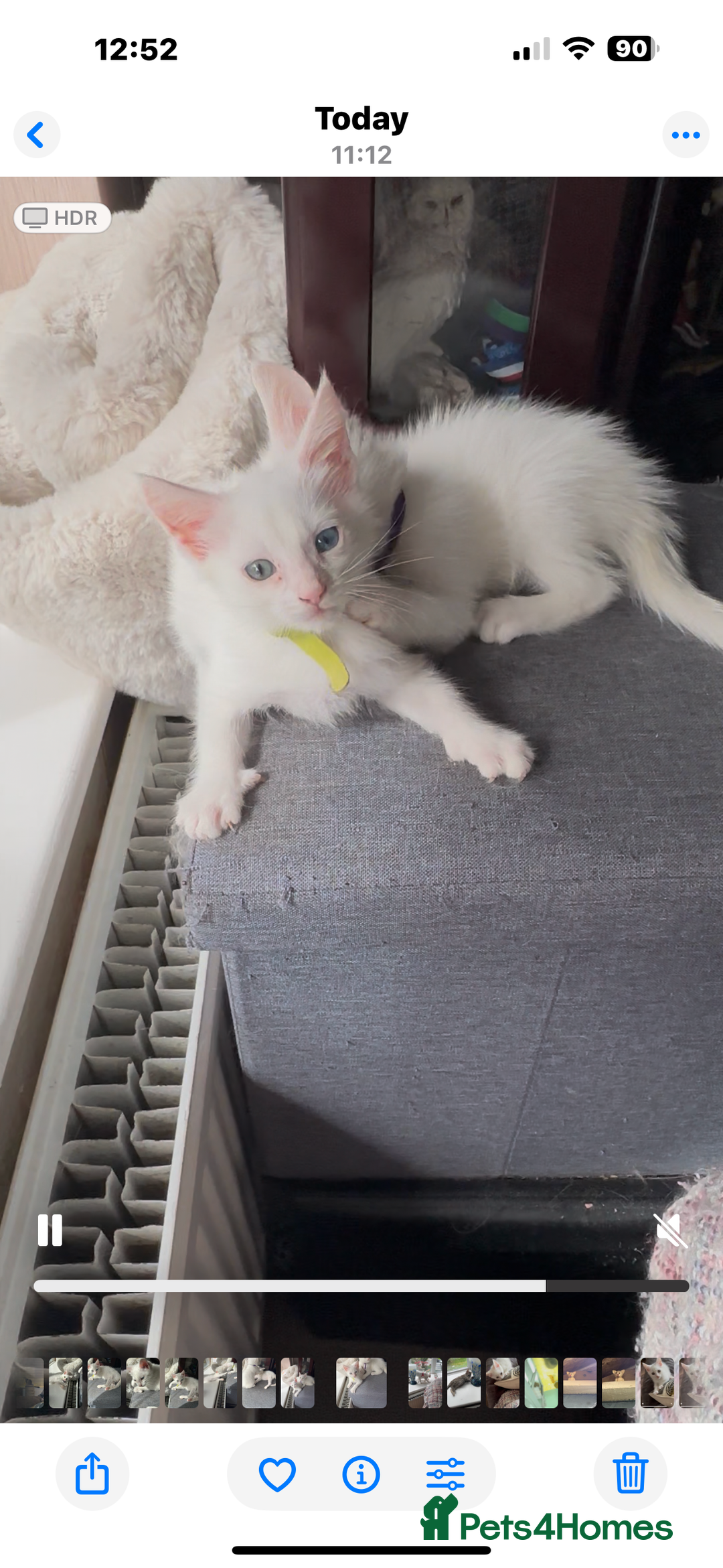 Turkish Angora cats for sale: Mainecoon x  - Image 4