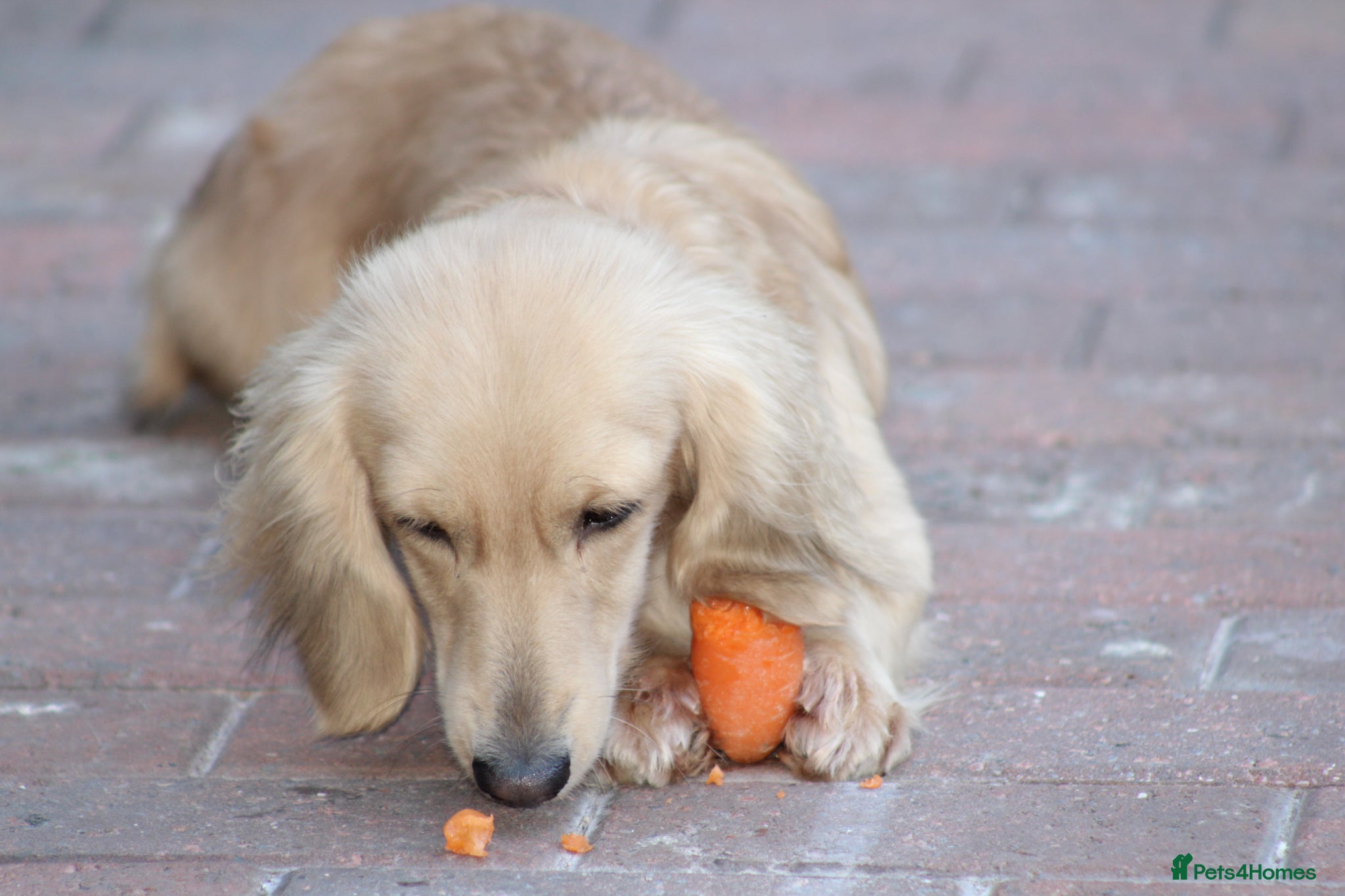 Miniature Dachshund Puppy 1