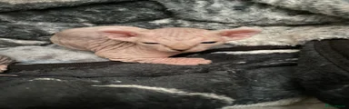 Sphynx Kitten 2