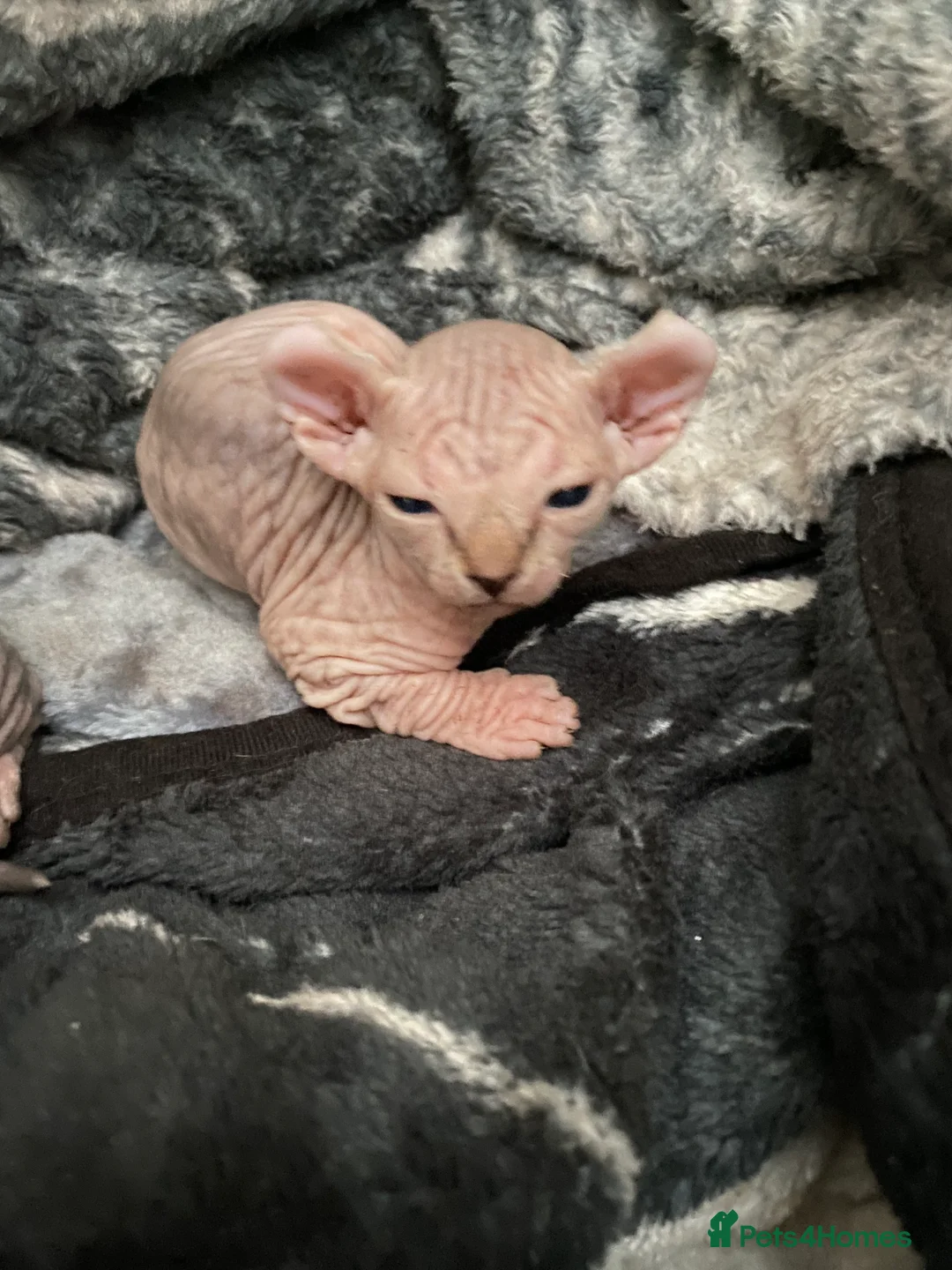 Sphynx cats for sale: Spynix  - Advert 3