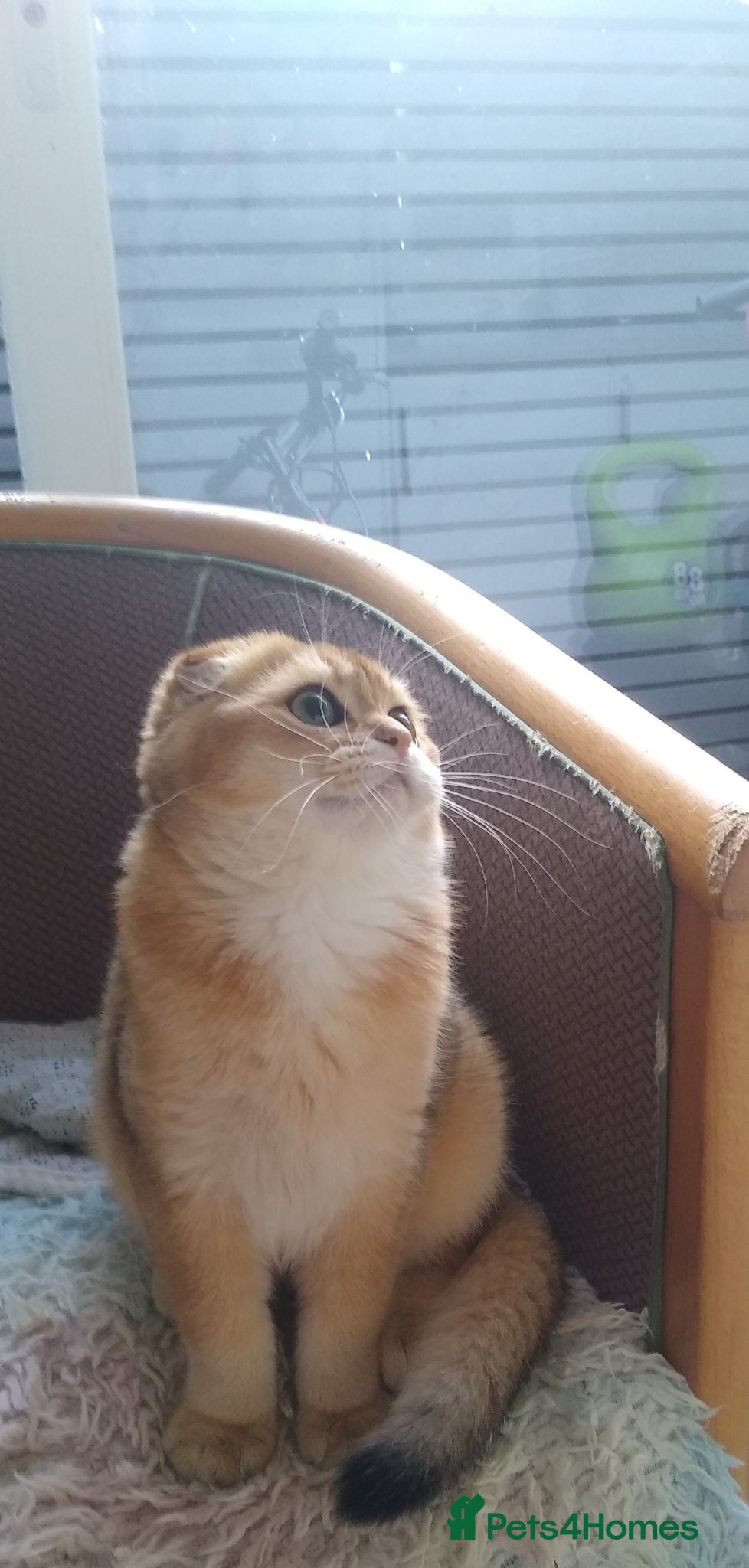 Scottish Fold cats 🐾 TICA Registered Scottish Fold Boy  🩵 - Advert 2