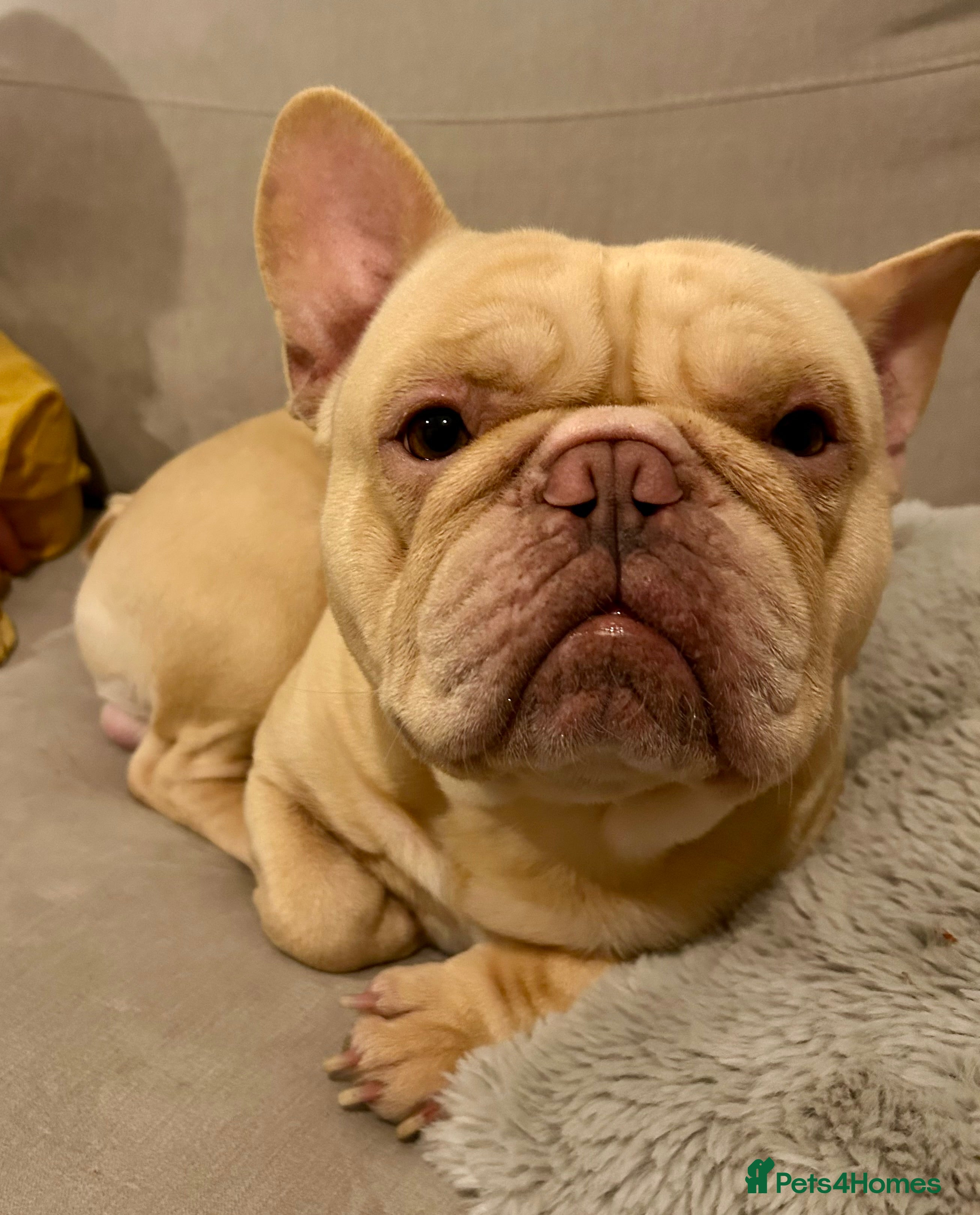 French Bulldog dogs Frenchie looking for forever home in Ilminster - Advert 2