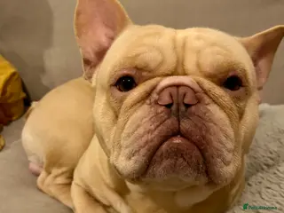 French Bulldog dogs Frenchie looking for forever home in Ilminster - Advert 2