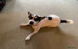 Mixed Breed dogs for adoption: Gorgeous Dylan needs a home! - Image 5