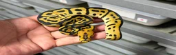 Python Snake reptiles for sale: Various royal pythons from £25 upwards  - Advert 9