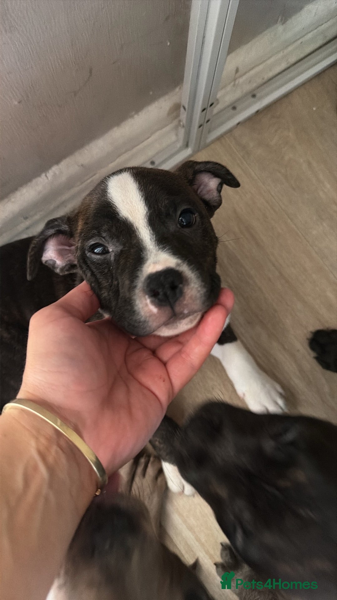 American Bull Staffy dogs Staff cross pocket  - Advert 2