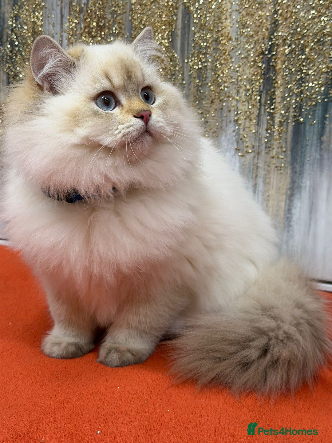 British Longhair cats for sale: 🌟Adorable TICA-Registered kitten - IZAK🌟 - Advert 18