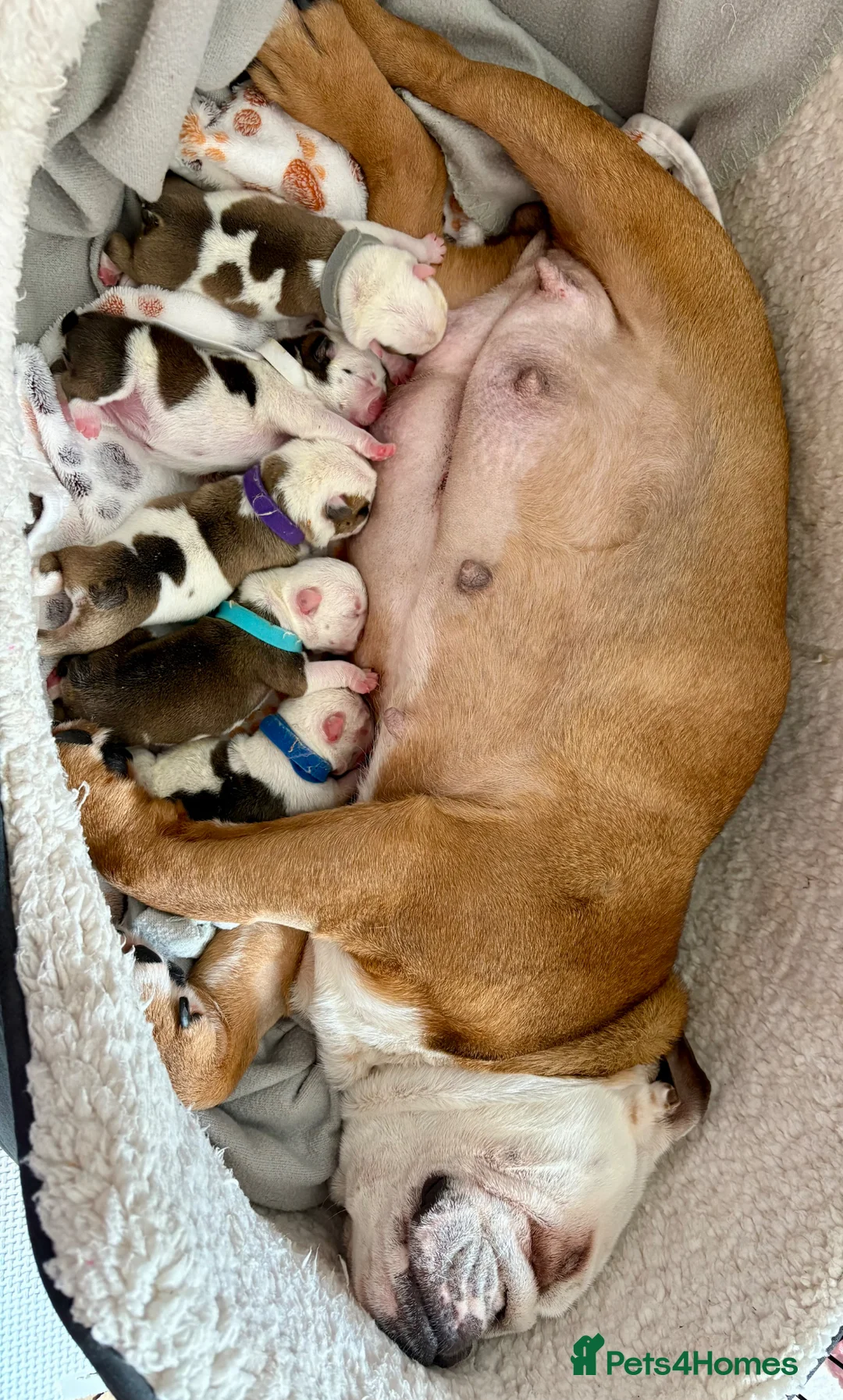 English Bulldog dogs for sale: 🐾 KC REG ENGLISH BULLDOG PUPPIES TRADITIONAL  🐾 in Ottery Saint Mary - Advert 1