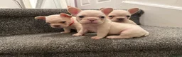French Bulldog dogs for sale: KC reg French bulldogs Ready 7th August ❤️❤️❤️ - Advert 17