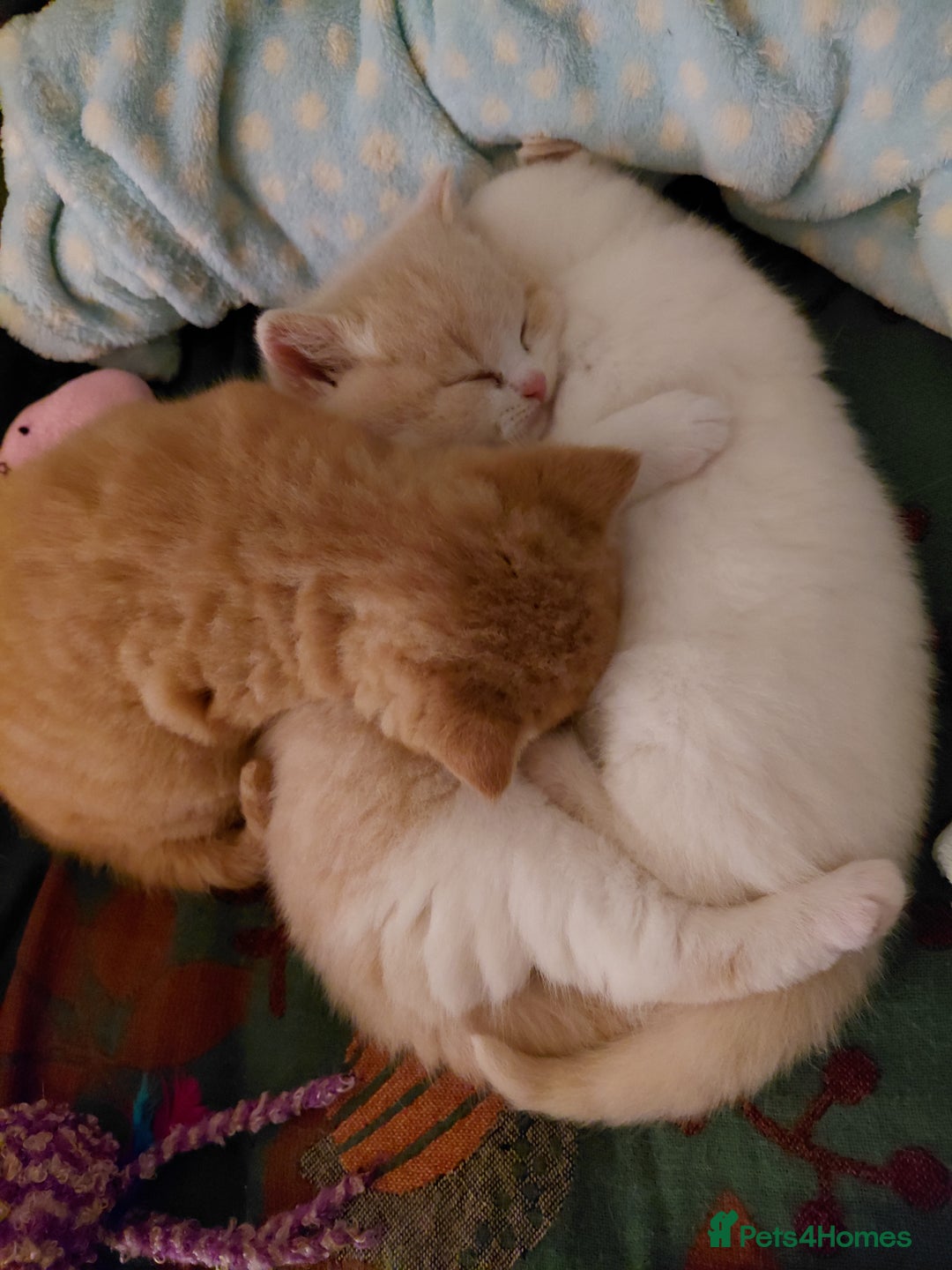 British Shorthair cats for sale: British shorthair kittens - Advert 6