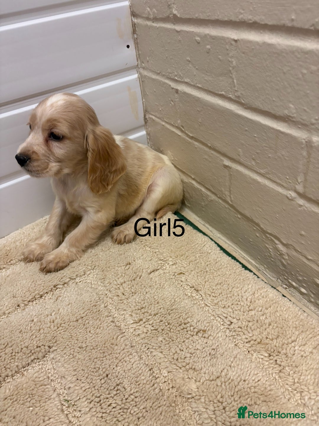 Cocker Spaniel dogs for sale: SHOW TYPE COCKER SPANIELS PUPPIES  - Advert 2