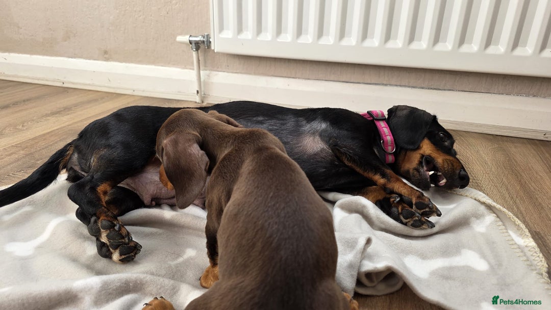 Miniature Dachshund dogs for sale: Dashhound puppy - Image 8
