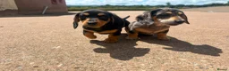 Miniature Dachshund dogs for sale: Miniature Dachshund Puppies  in Carlisle - Advert 2