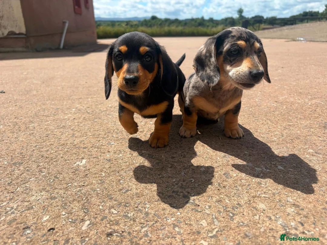 Miniature Dachshund dogs for sale: Miniature Dachshund Puppies  in Carlisle - Advert 2