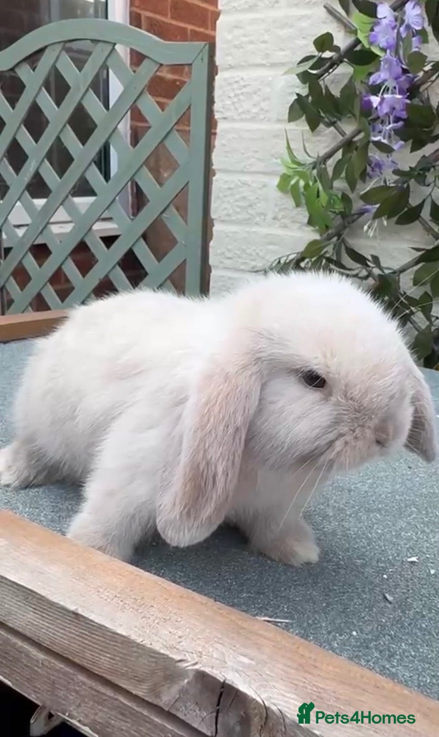 Mini Lop rabbits Mini lop buck  - Advert 3
