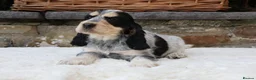 Cocker Spaniel dogs for sale: Extensively Health tested Parents & UNIQUE colours - Advert 3