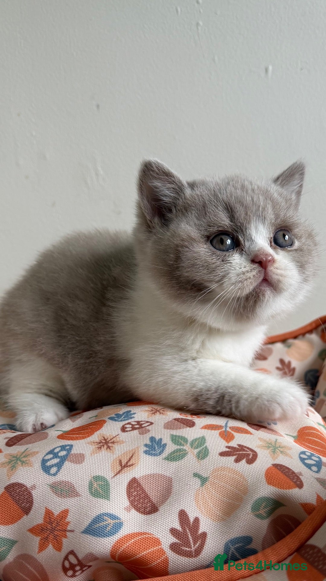 British Shorthair cats for sale: BSH Fawn and bi colour fawn kittens  - Advert 2