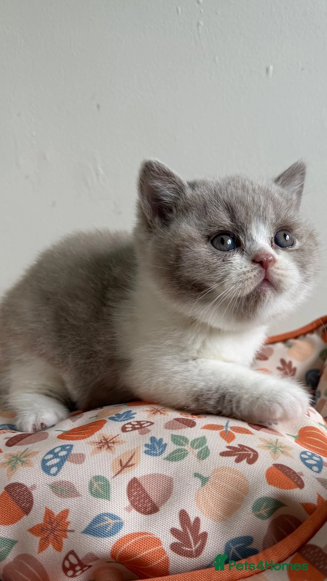 British Shorthair cats for sale: BSH Fawn and bi colour fawn kittens  - Advert 2