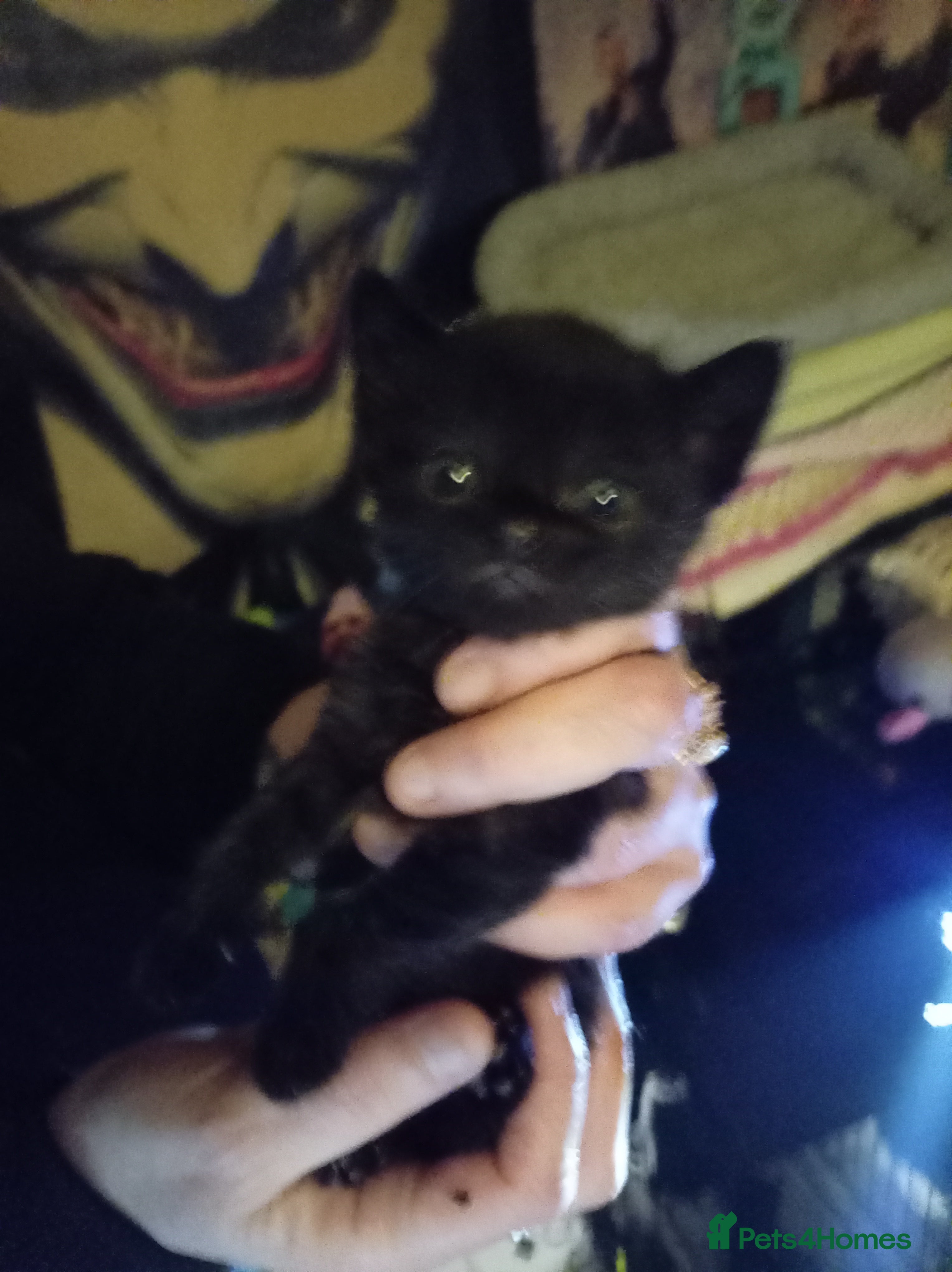 Mixed Breed cats Last kitten available female  - Advert 13