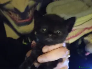 Mixed Breed cats Last kitten available female - Advert 13