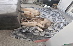 Ragdoll cats for sale: Ragdooll Cats - Brother & Sister  - Image 5