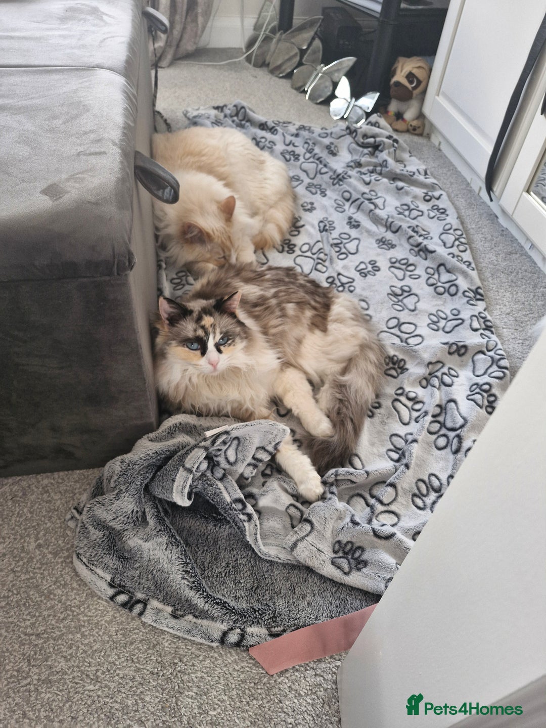 Ragdoll cats for sale: Ragdooll Cats - Brother & Sister  - Image 5