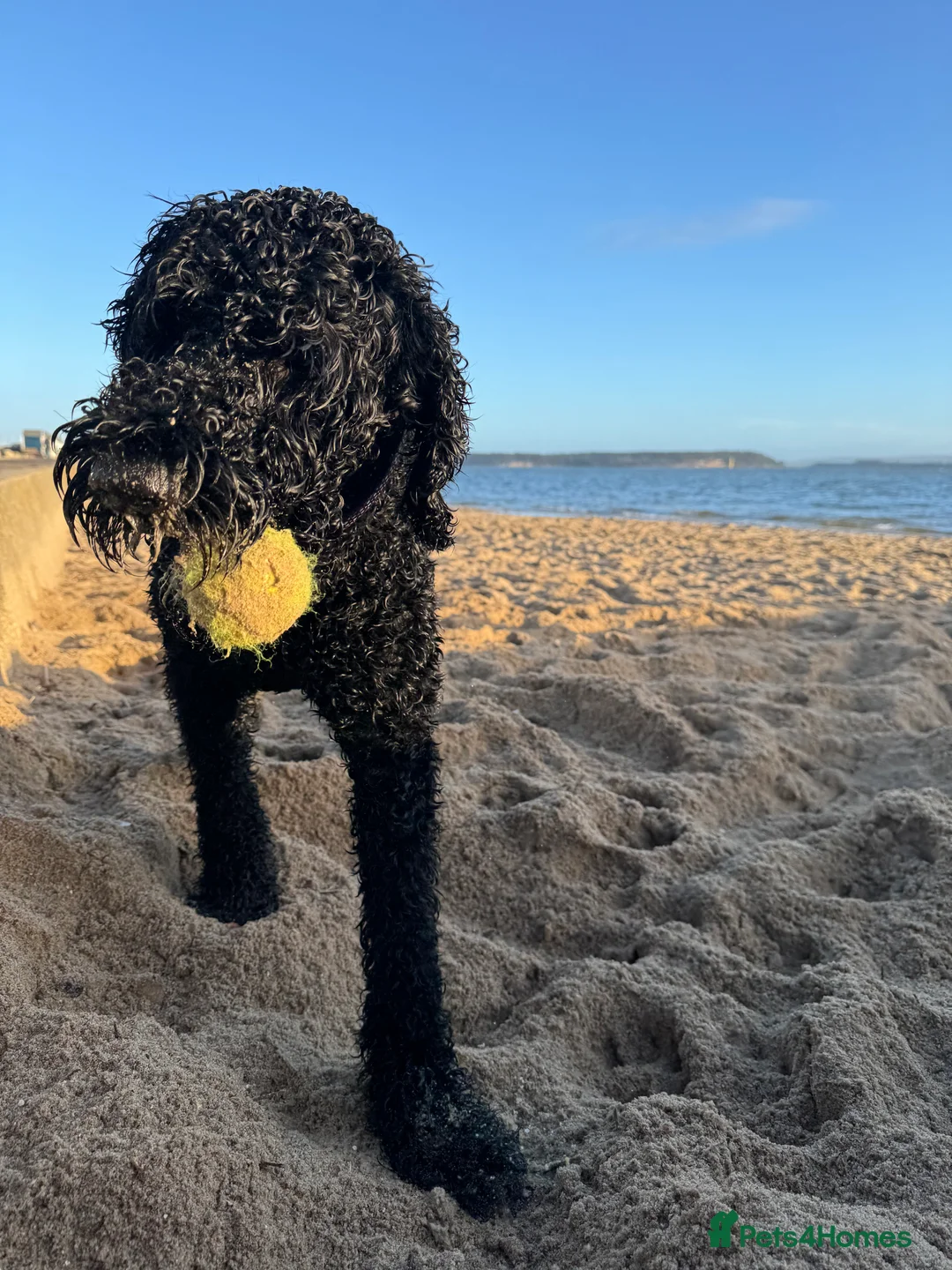 Labradoodle dogs for stud: Meet Leeroy, Our Handsome F3 Labradoodle! - Advert 14