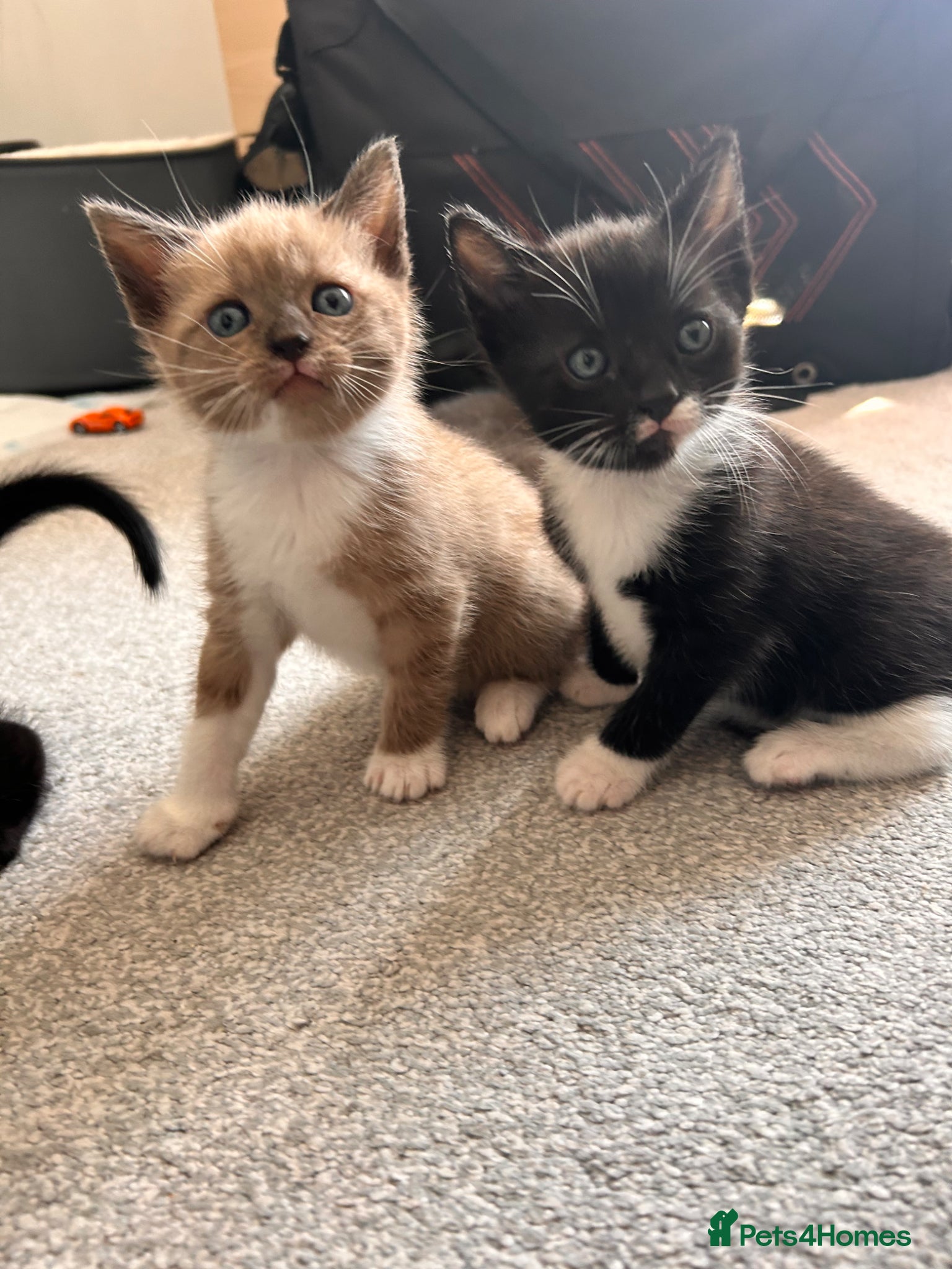 Mixed Breed cats Cute, gentle and playful kitties  - Advert 1