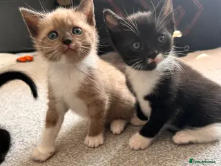 Mixed Breed cats Cute, gentle and playful kitties - Advert 1