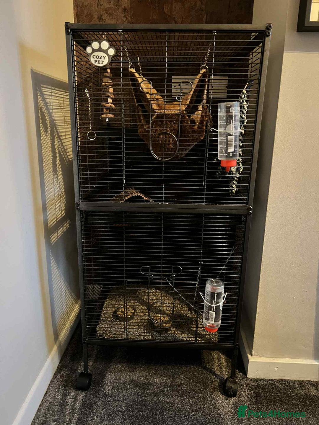 Rat rodents for sale: 2x Male Rats with Cage+carrier - Advert 6