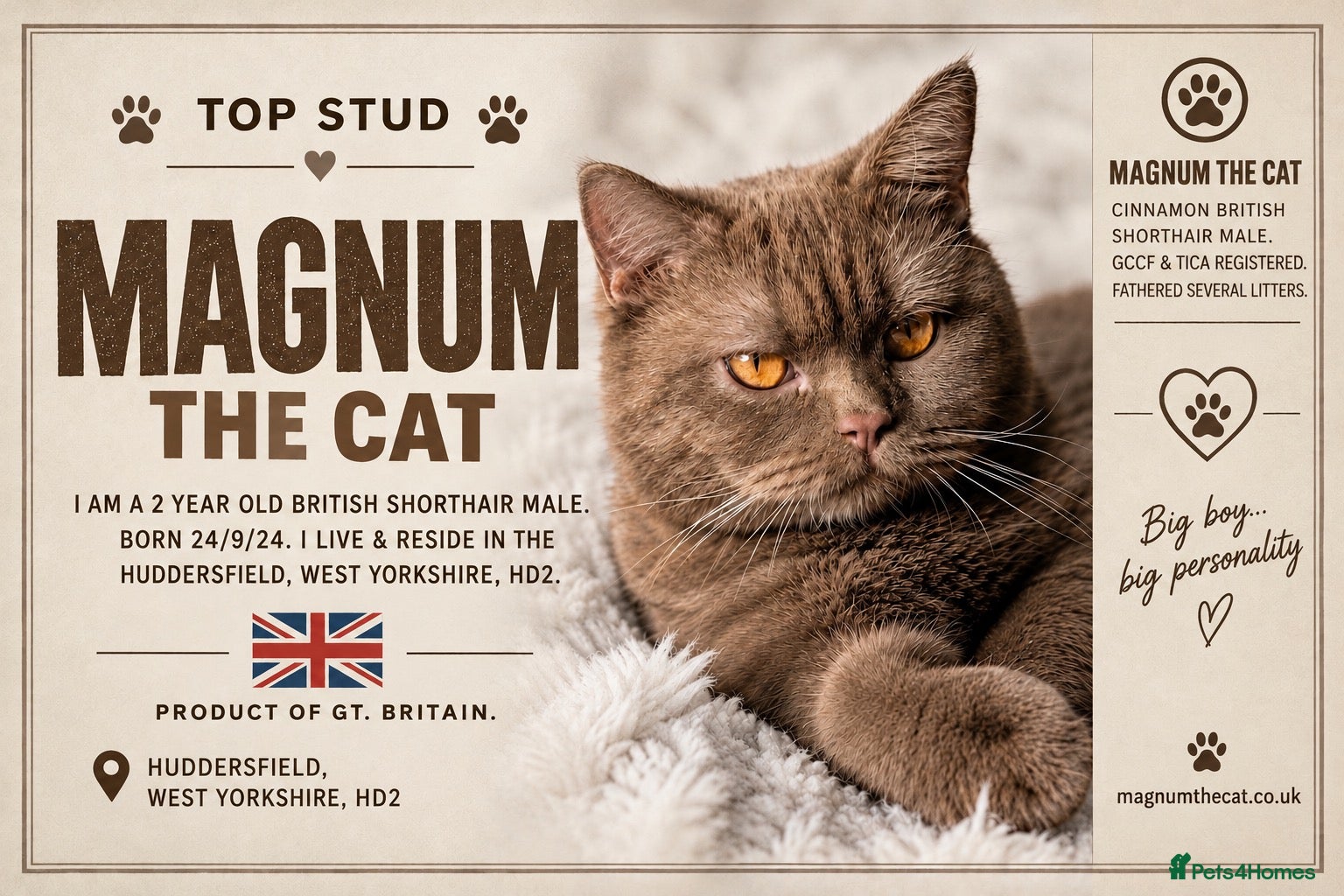 British Shorthair cats Cinnamon British Shorthair Stud PROVEN - Advert 1