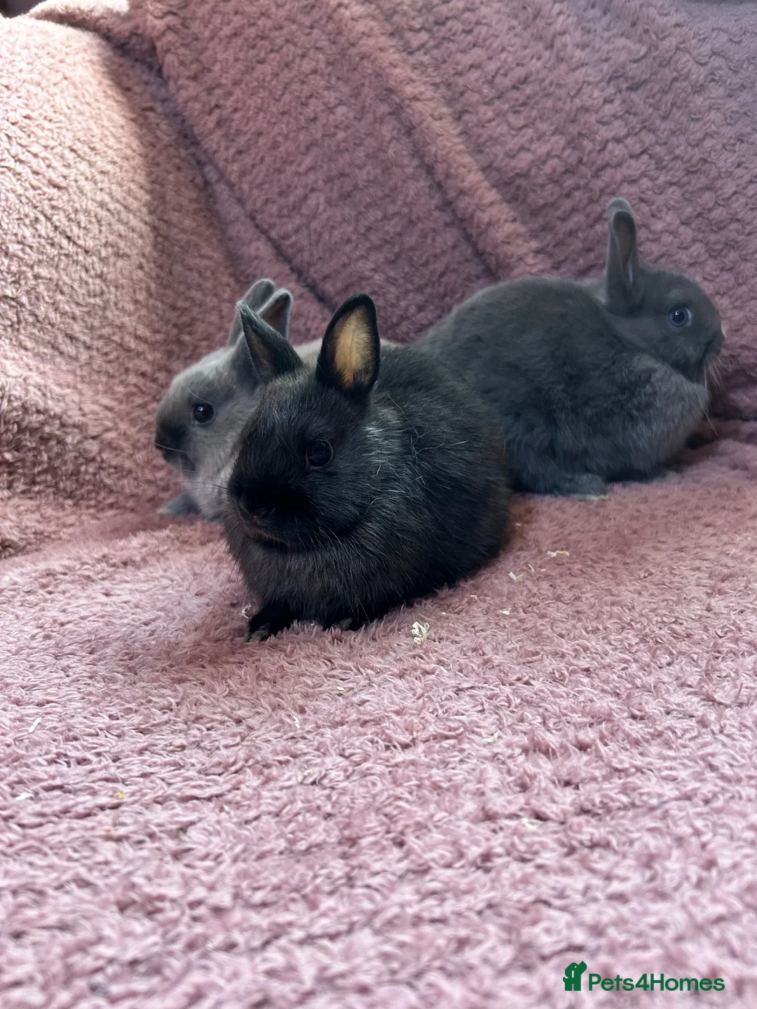 Netherland Dwarf rabbits for sale: Netherland Dwarf Baby Rabbits  - Advert 8