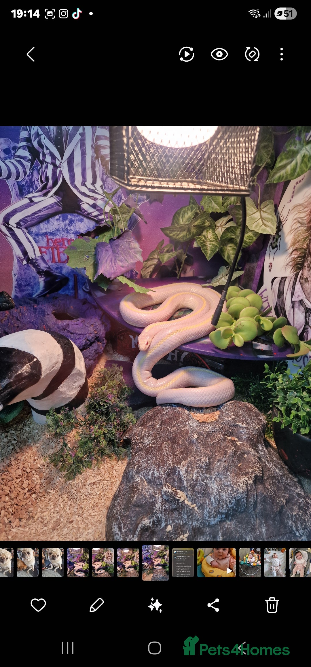 King Snake reptiles for sale: Cali kingsnake with full set up - Advert 3
