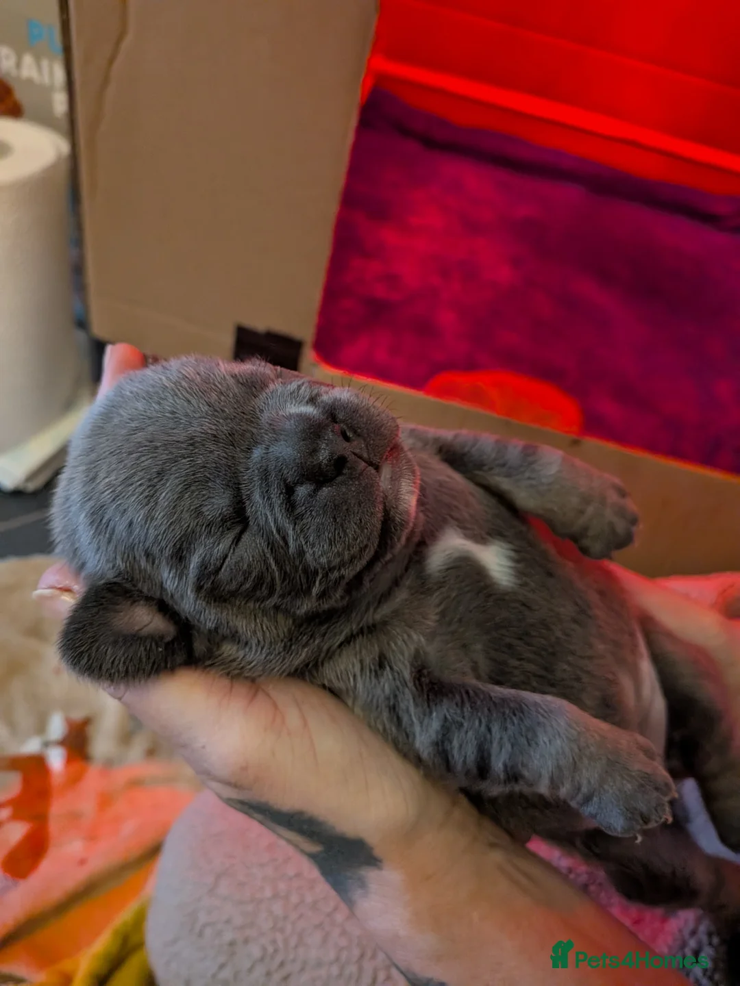 French Bulldog dogs for sale: Frenchbull dog puppy’s  in Tayport - Advert 5