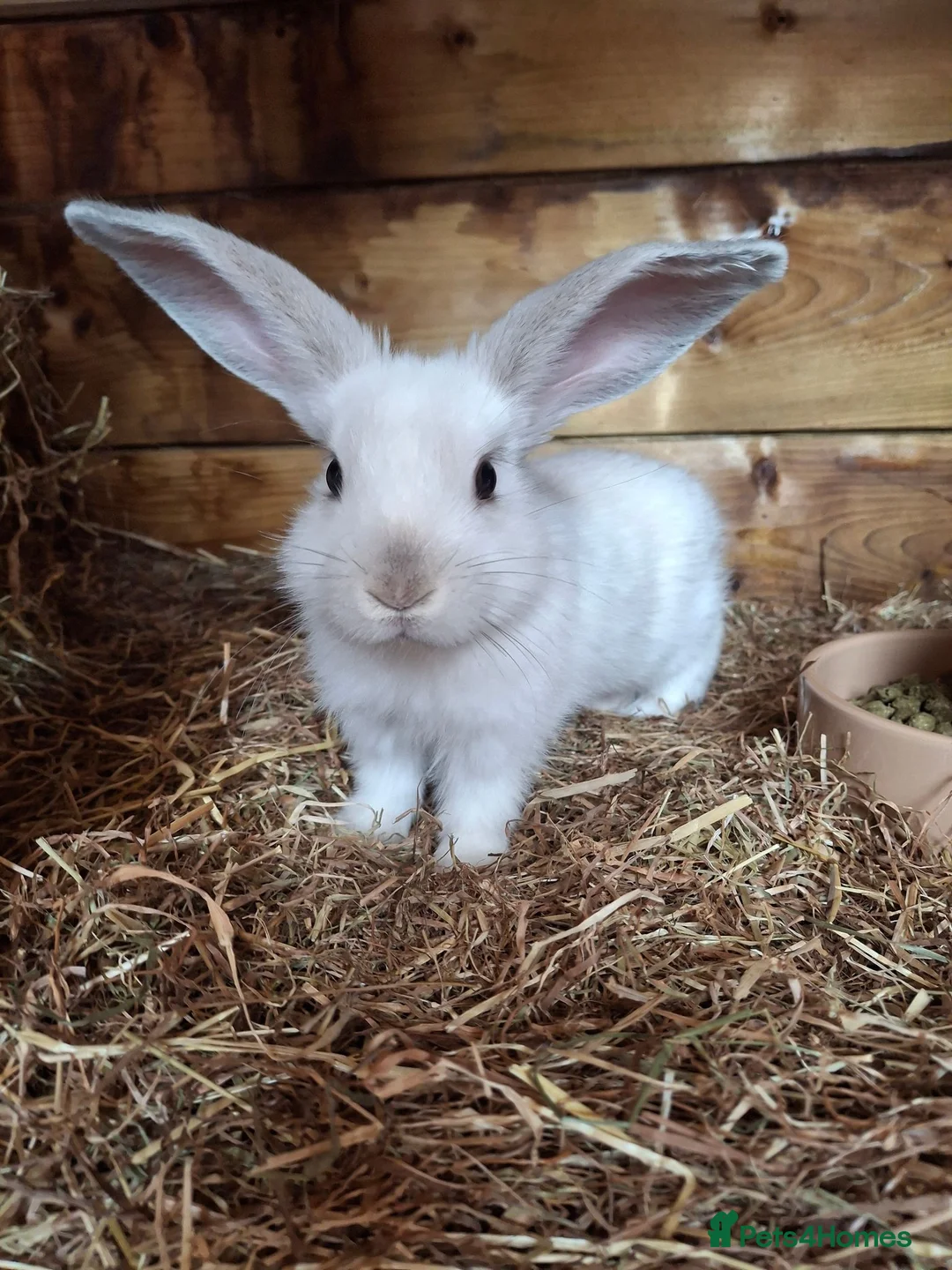 Mini Lop rabbits for sale: 6x Pure breed mini lop baby rabbits - Advert 2