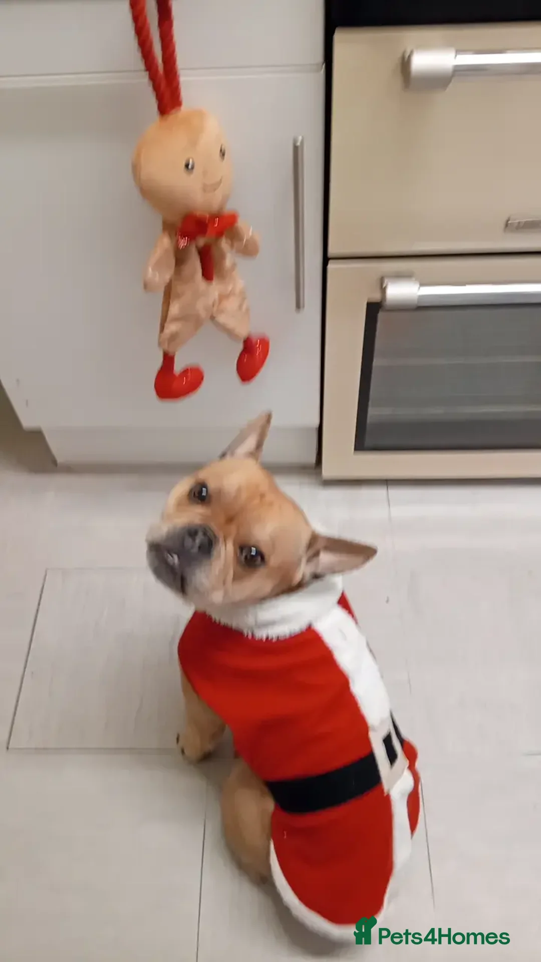 French Bulldog dogs for sale: 3yr old  female , frenchie cross pocket bully - Image 2