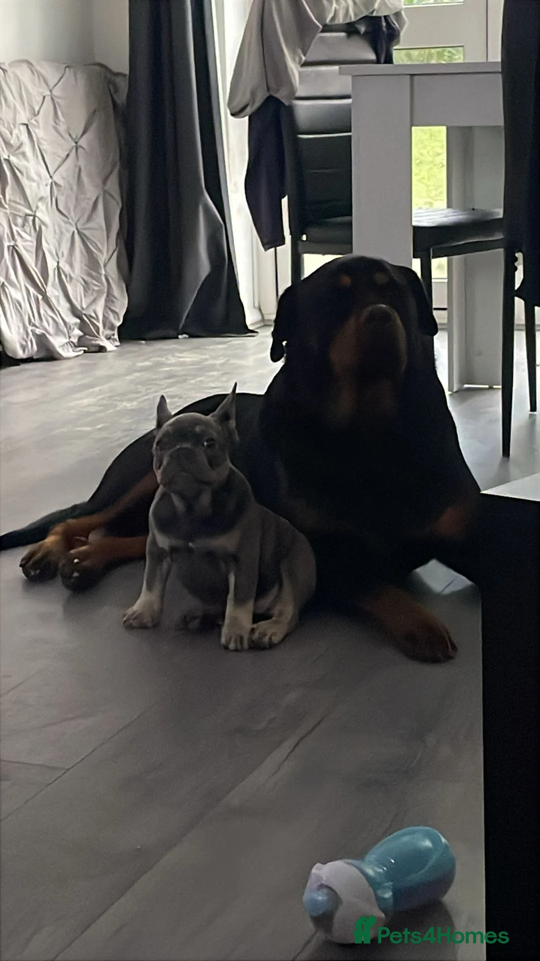 Rottweiler dogs for stud: MARLEY READY FOR STUD - Advert 4