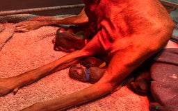 Rhodesian Ridgeback dogs for sale: Two stunning kc registered boys ready to leave  - Image 13
