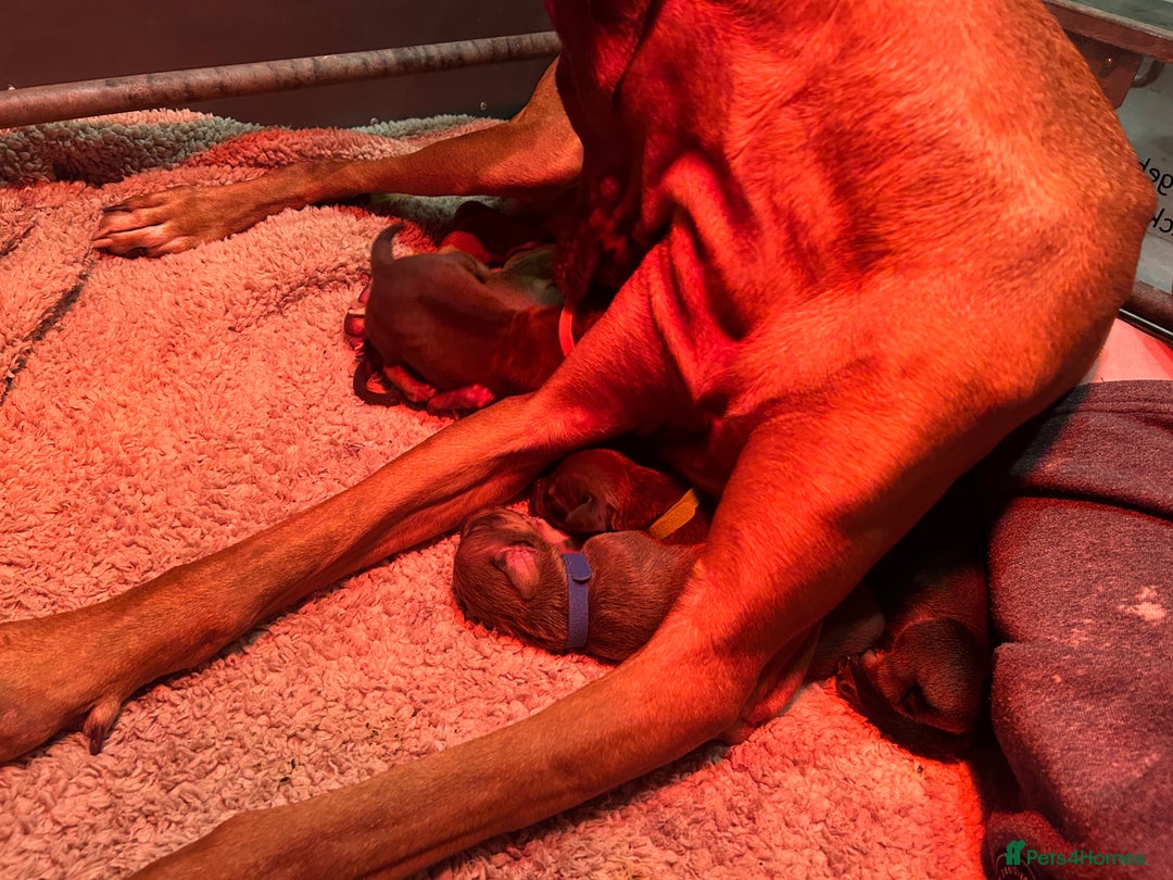 Rhodesian Ridgeback dogs for sale: Two stunning kc registered boys ready to leave  - Image 13