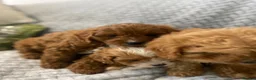 Cavapoo dogs for sale: Beautiful five Cavapoos - Advert 9