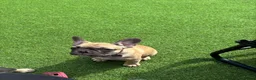 French Bulldog dogs for sale: Burt and ernie - Advert 3