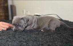 Mixed Breed dogs for sale: Olde Tyme Bulldog x American Staffordshire Pups - Image 8